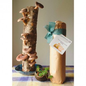 Geschenkset Shiitake-Stamm...