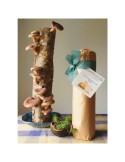 Kit Regalo Tronco Shiitake + Plato Cerámica
