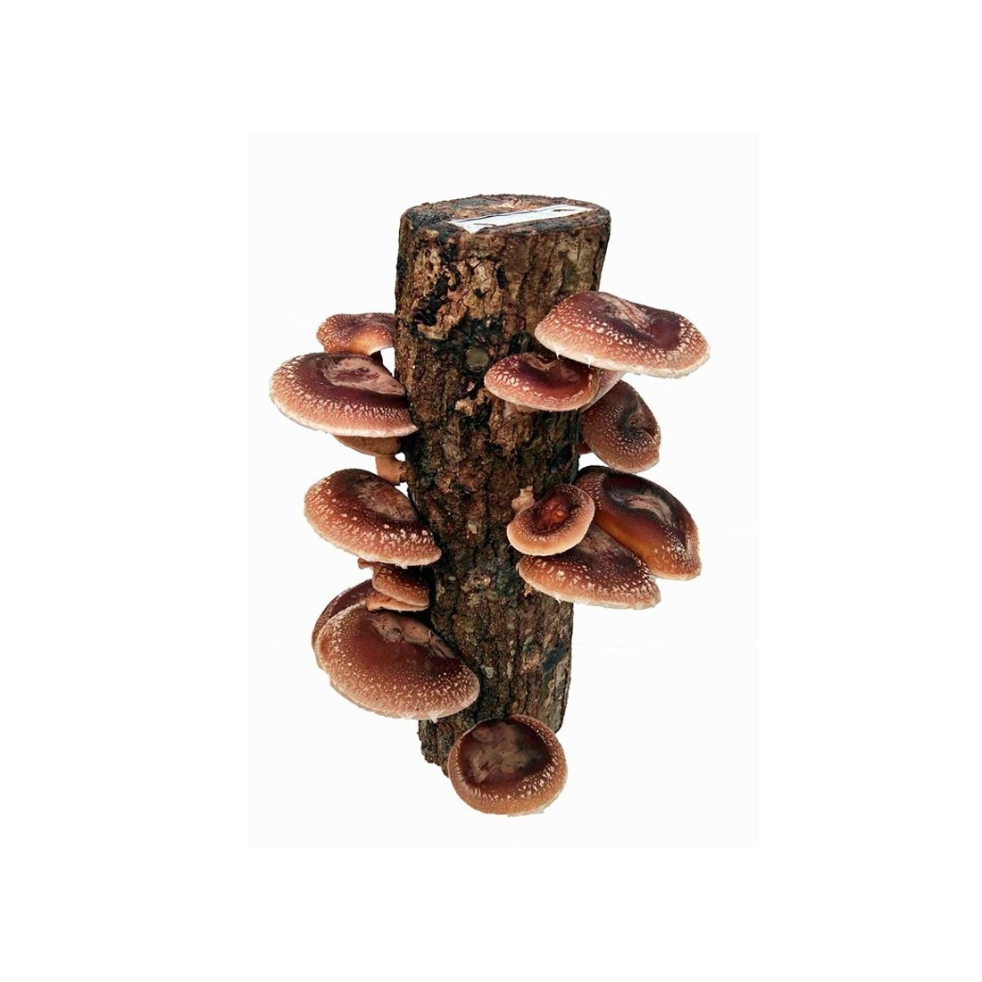 Shiitake Log Gift Kit + Ceramic Plate | Fresh Mushrooms...