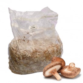 Shiitake mycelium bag KIOTO...