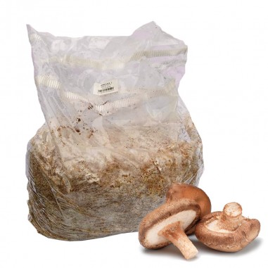 Shiitake mycelium bag KIOTO variety...