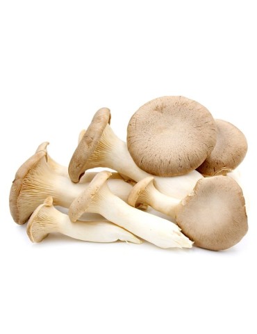 Micelio Puro Pleurotus Eryngii | Placa Petri Gourmet 2