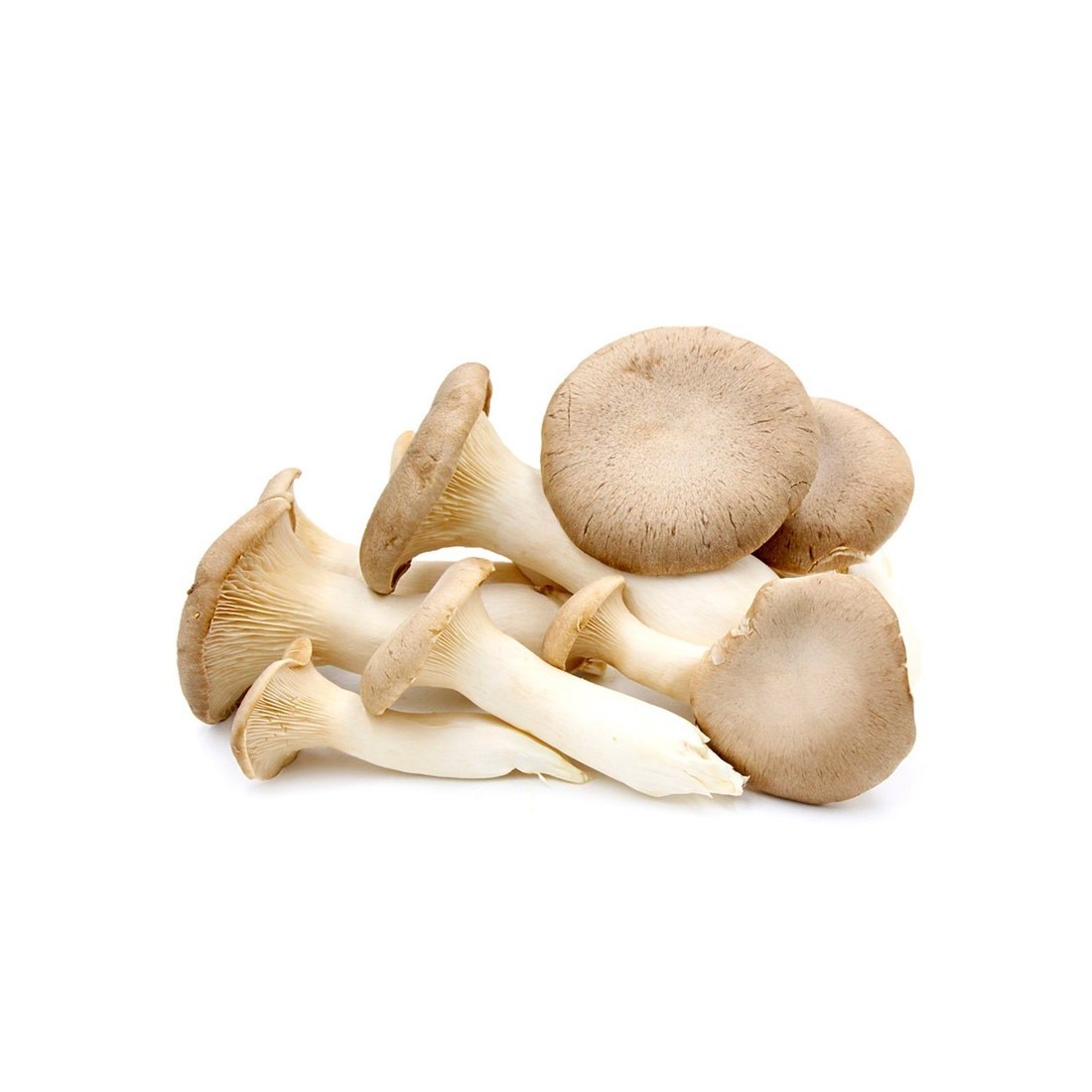 Micelio Puro Pleurotus Eryngii | Placa Petri Gourmet