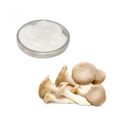 Mycélium pur de Pleurotus eryngii en...