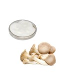 Pure Pleurotus Eryngii Mycelium | Grow Gourmet Mushrooms...