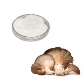 Micélio puro de Pleurotus...