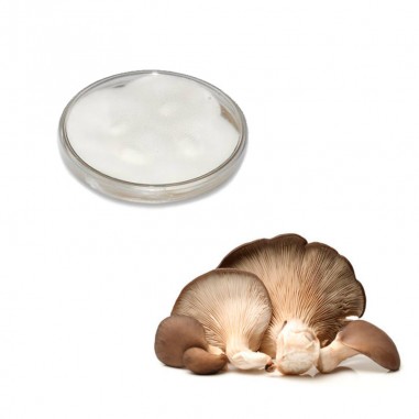 Micelio puro di Pleurotus ostreatus...