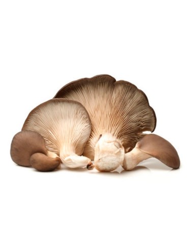 Pleurotus Ostreatus Myzel - Rein & Schnell Wachsend 2