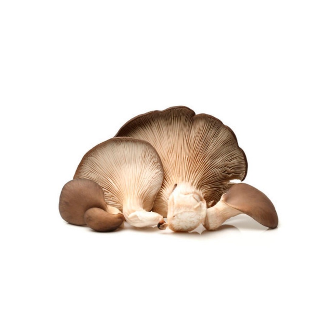 Micelio Pleurotus Ostreatus Piastra Petri - Coltivazione...