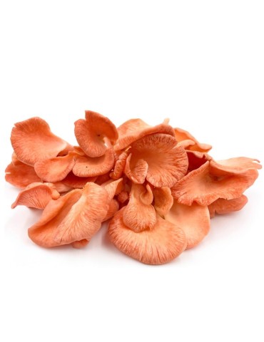 Micélio Puro Pleurotus Djamor - Cultive Cogumelos Gourmet 2