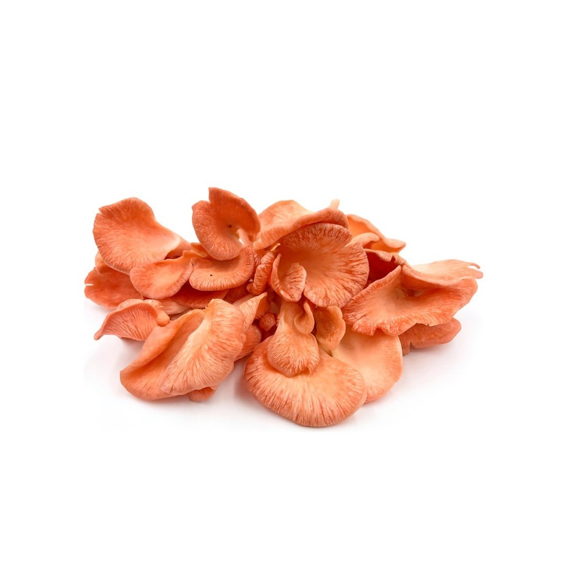 Micelium Pur Pleurotus Djamor | Culture Facile & Durée