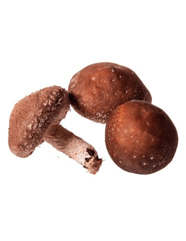 Micélio Shiitake Donko Puro - Benefícios Naturais Garantidos 2