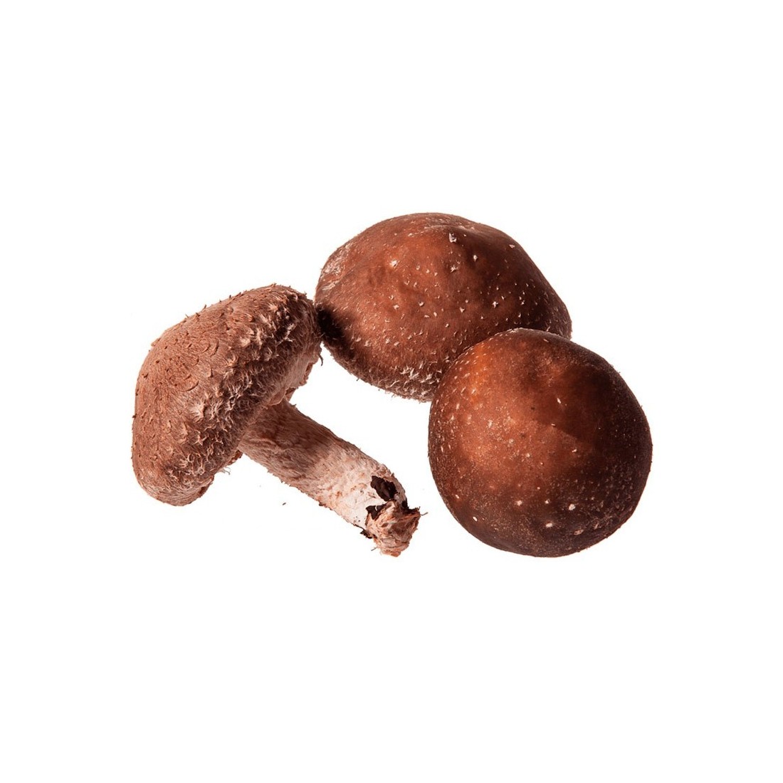 Micelio Shiitake Donko Puro - Benefici Nutrizionali...