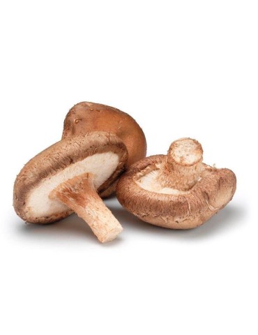 Micélio Shiitake Koshin - Reforço Imunológico Natural 2