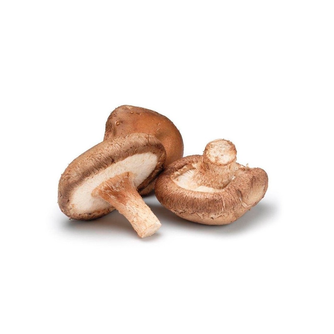 Micelio Puro Shiitake Koshin - Refuerza Tu Inmunidad