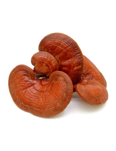 Micelio Puro Reishi - Potenza il Tuo Benessere Naturale 2