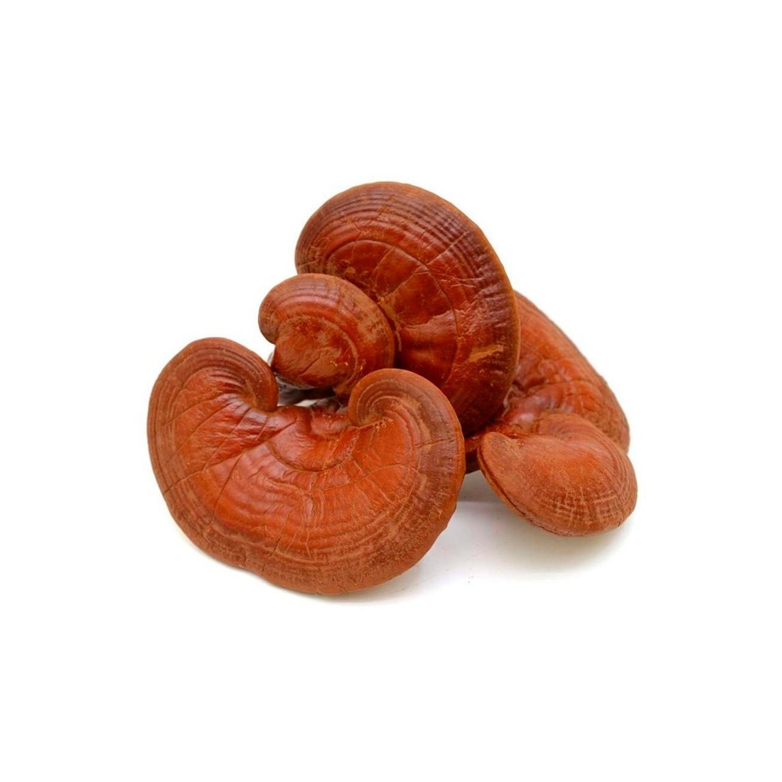 Reines Reishi-Myzel | Natürliche Immunsupport &...