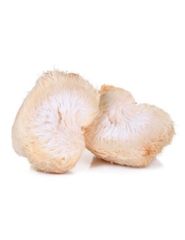 Reines Leonporling-Mycelium - Naturgeschenk für Geist &... 2