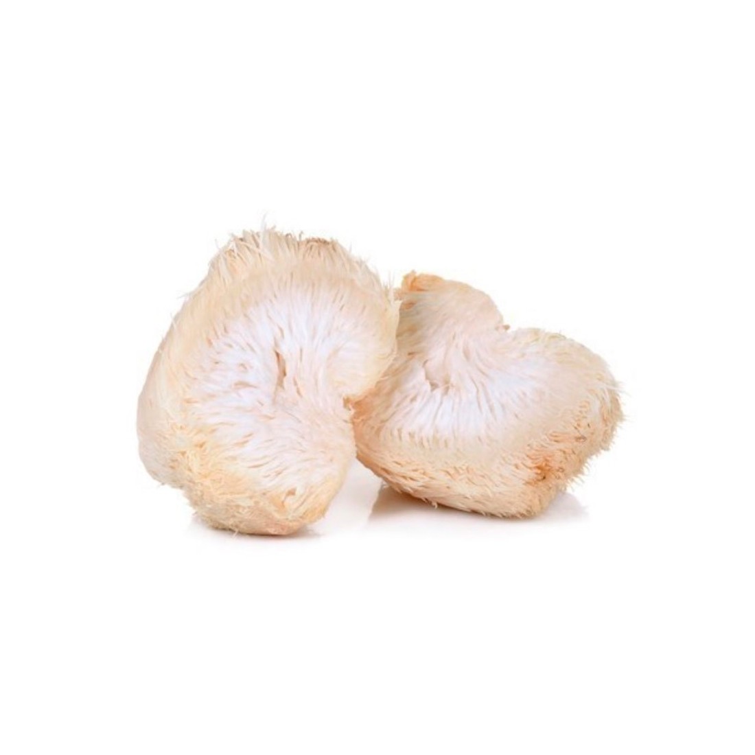 Micelio Puro Testa di Leone - Neuroregenerativo e Naturale