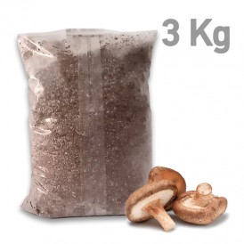 Shiitake-Myzel Bohnen, 3 kg...