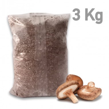 Micelio en grano de Shiitake, bolsa 3 kg