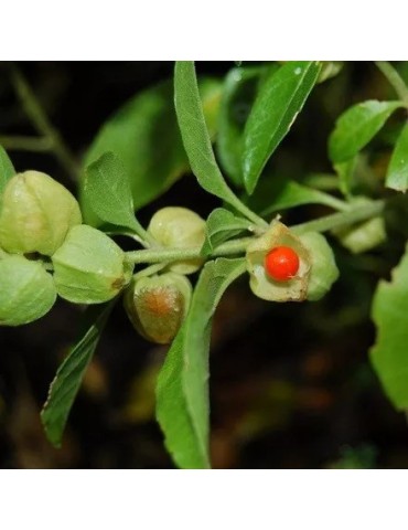 Ashwagandha en polvo orgánico 2