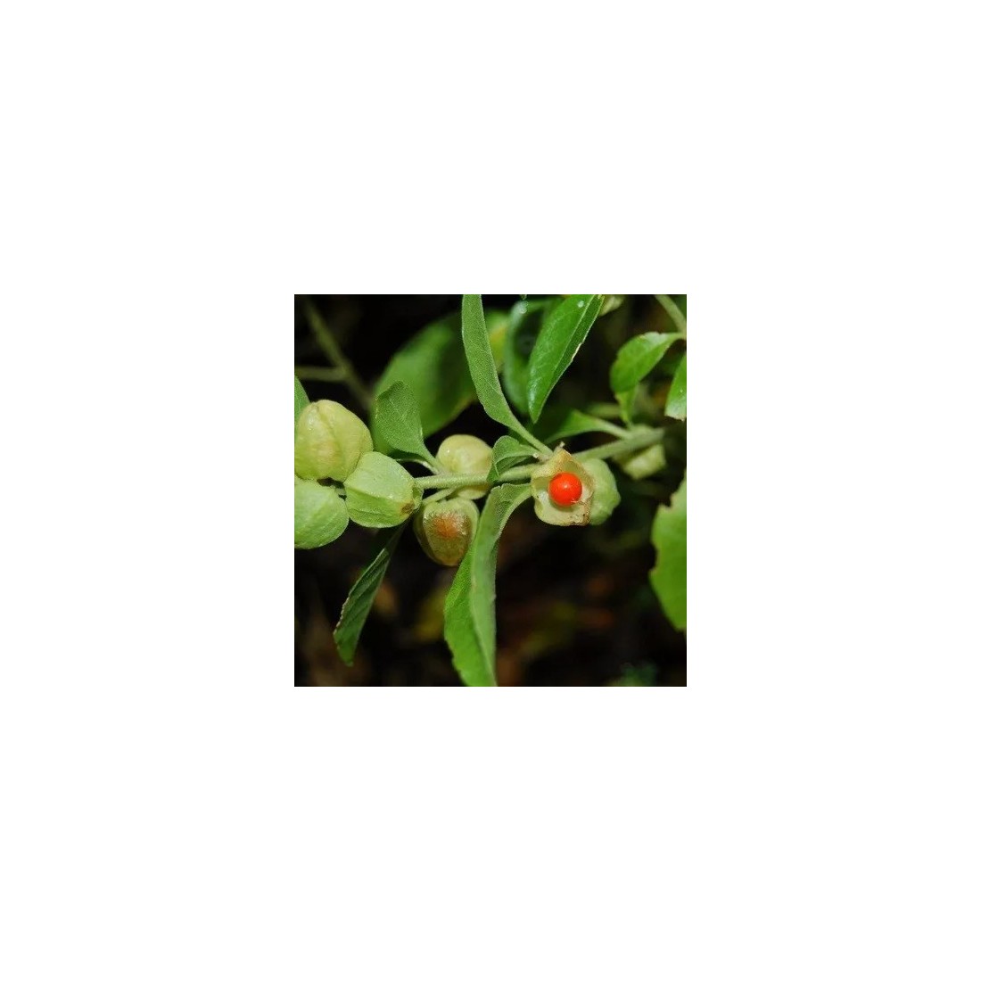 Organisches Ashwagandha Pulver - Natürliche...