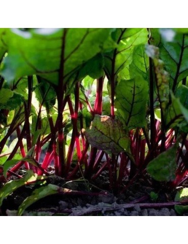 Polvere di Barbabietola Rossa Premium 1kg Biologica 2