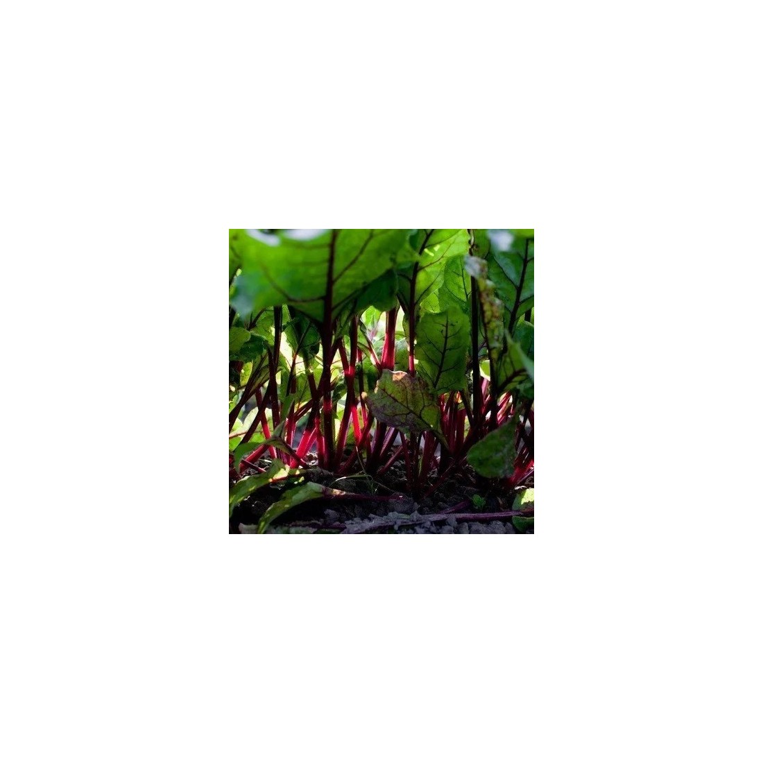 Premium Bio Rote-Bete-Pulver 1kg Hochwertig