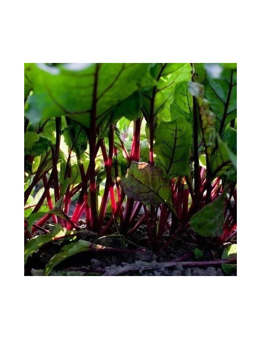 Premium Bio Rote-Bete-Pulver 1kg Hochwertig