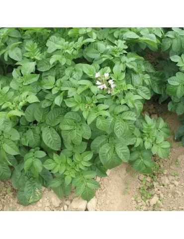 Zucca Gialla in Polvere Organica 1kg - Nutrizione... 2