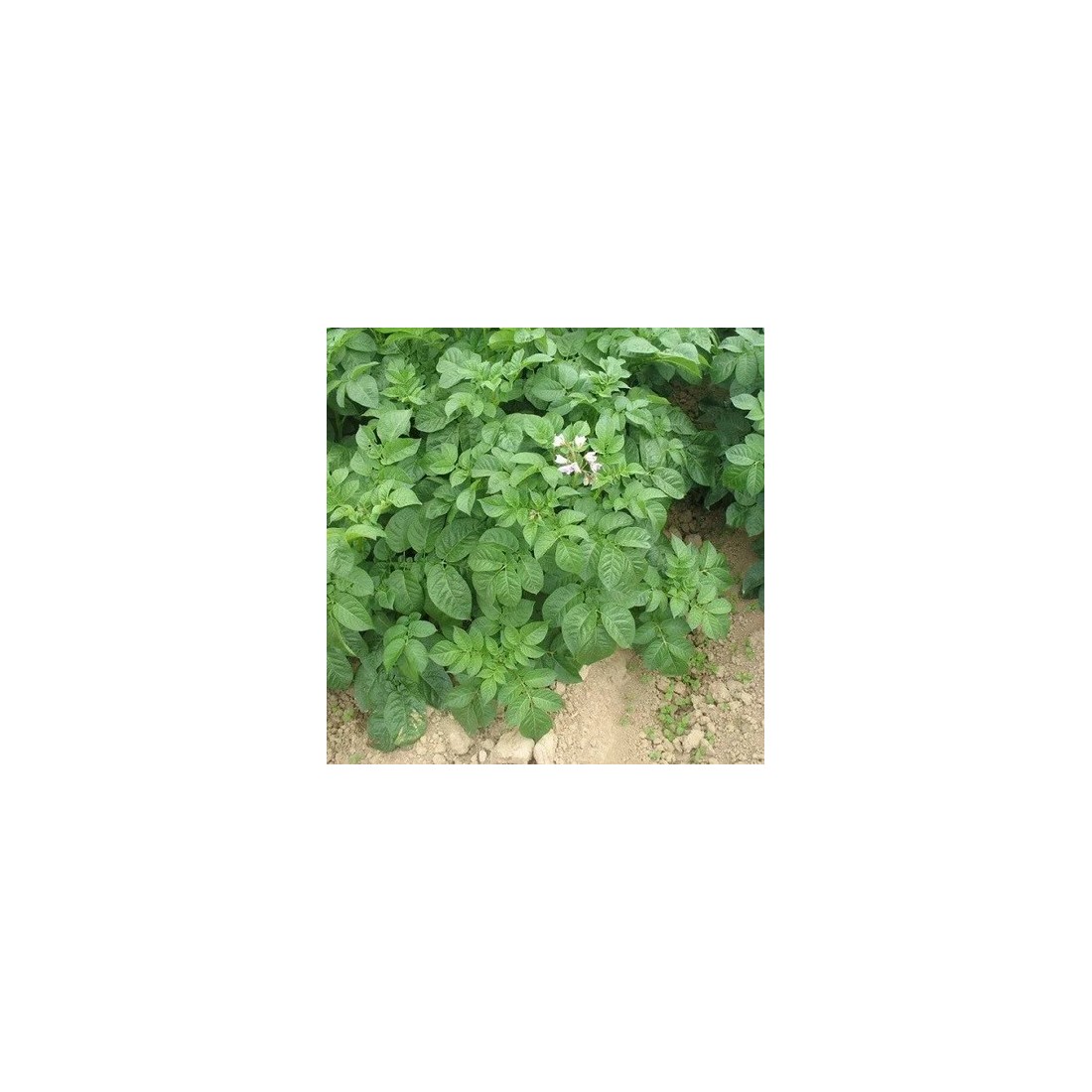 Zanahoria en Polvo Orgánica 1kg | Nutrición Concentrada