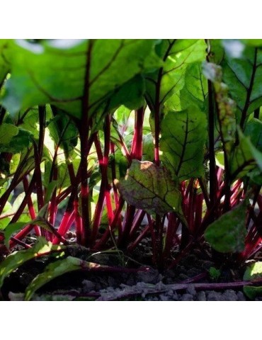 Polvere di Barbabietola Biologica 1kg | Nutriente e Naturale 2