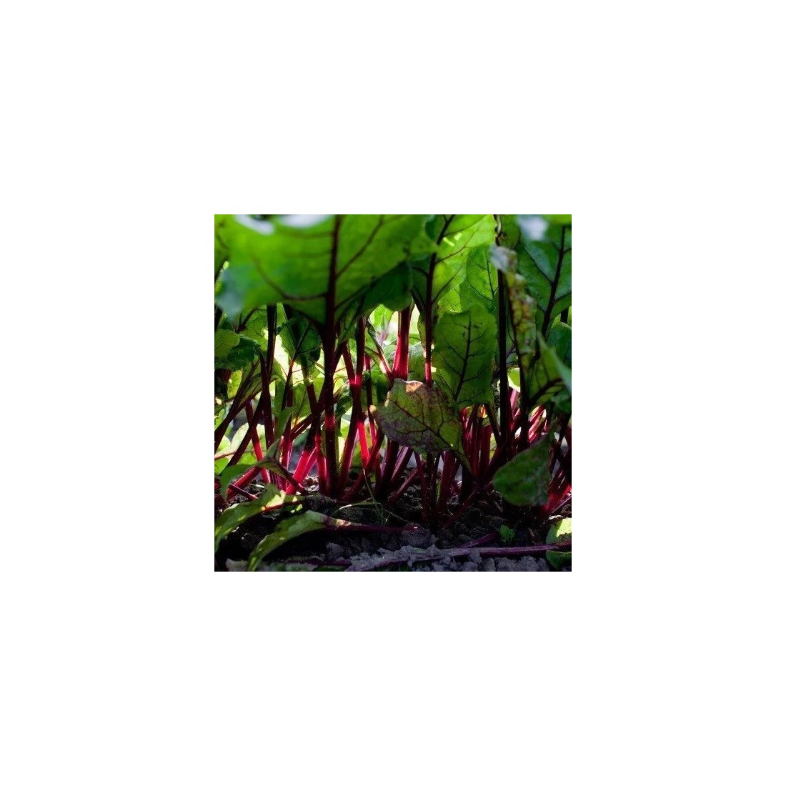 Poudre de Betterave Bio 1kg | Nutritive et Naturelle