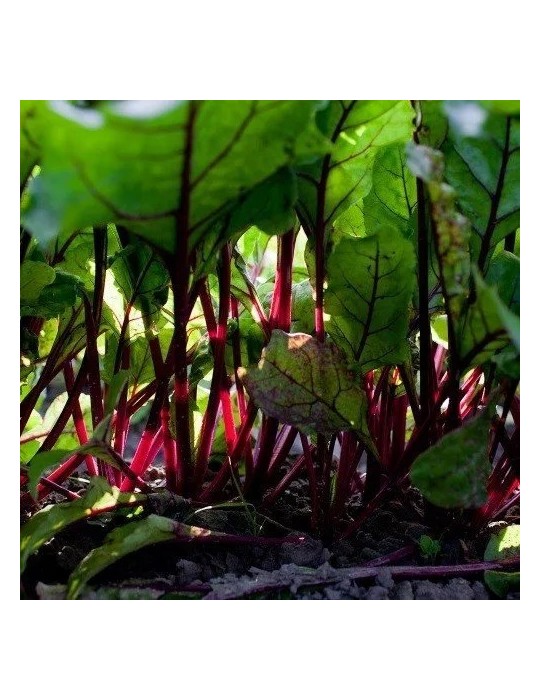 Beterraba Ecológica em Pó 1kg | Nutritiva e Natural