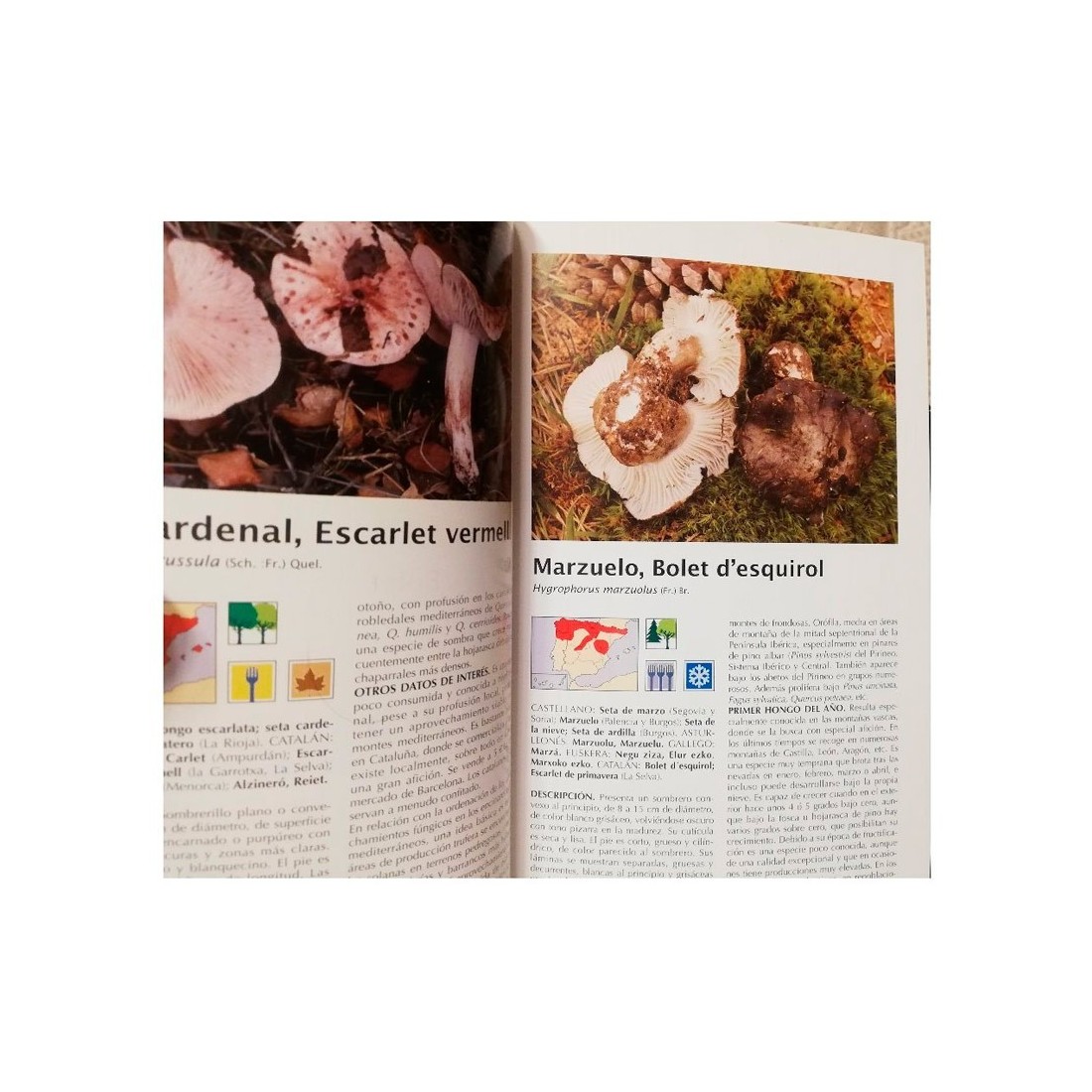 Guide des Champignons - Trésor de nos Montagnes