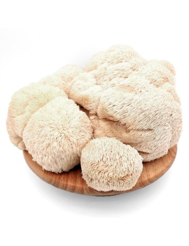 Melena de León Fresca 800gr - Hericium Erinaceus