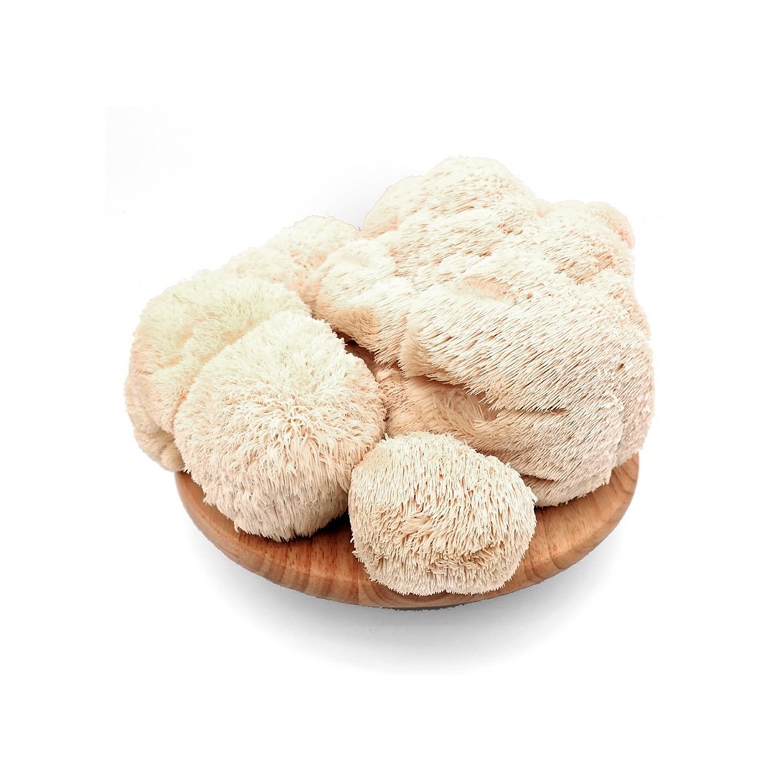 Melena de León Fresca 800gr - Hericium Erinaceus Melena de León Fresca 800gr - Hericium Erinaceus