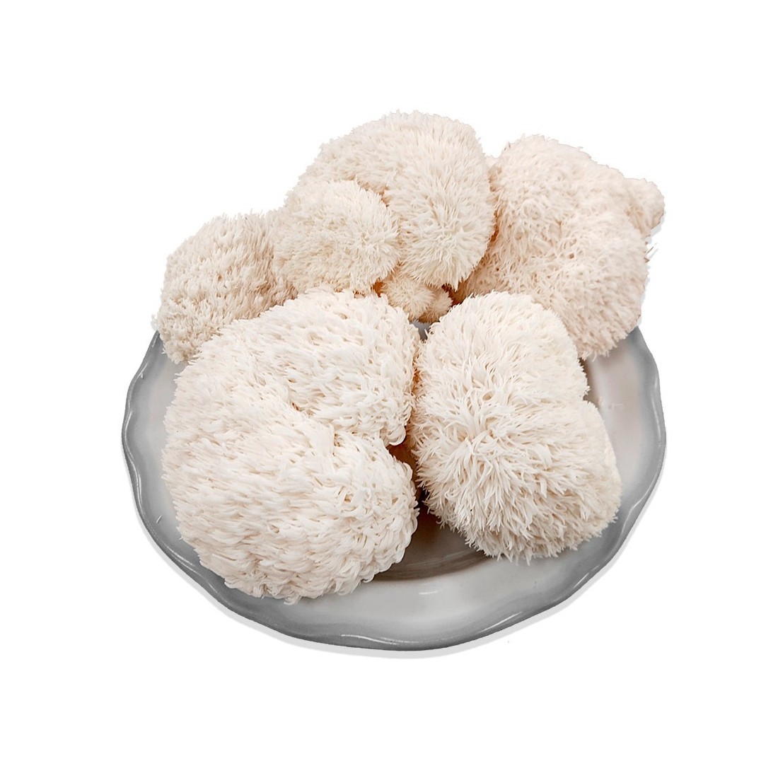 Lagarta do Leão Fresca 800gr - Benefícios Cognitivos e...