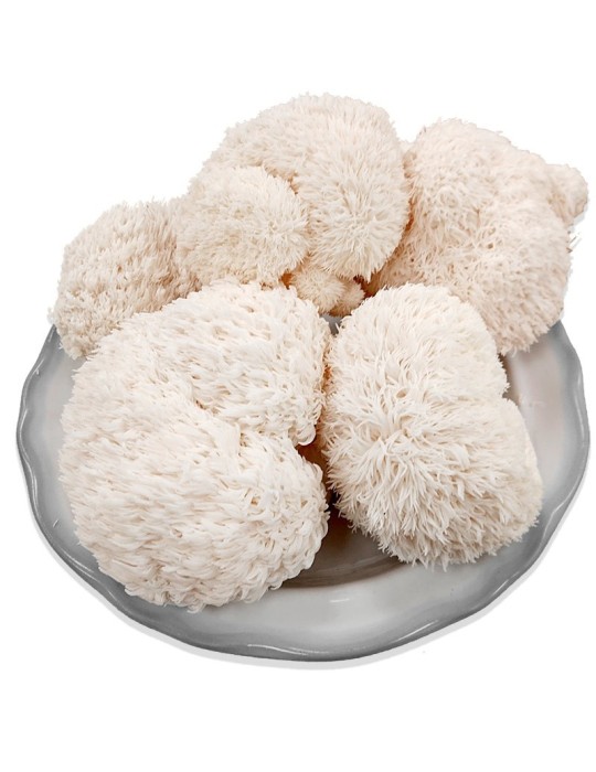 Melena de León Fresca 800gr - Hericium Erinaceus