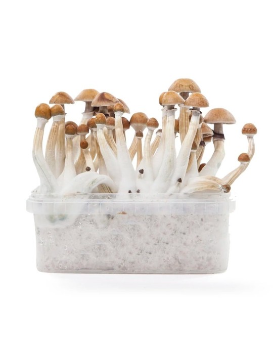 Kit Cultivo Psilocybe Mexicana 1200ml - 4 Cosechas