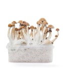 Kit de Cultivo Psilocybe Mexicana 1200ml
