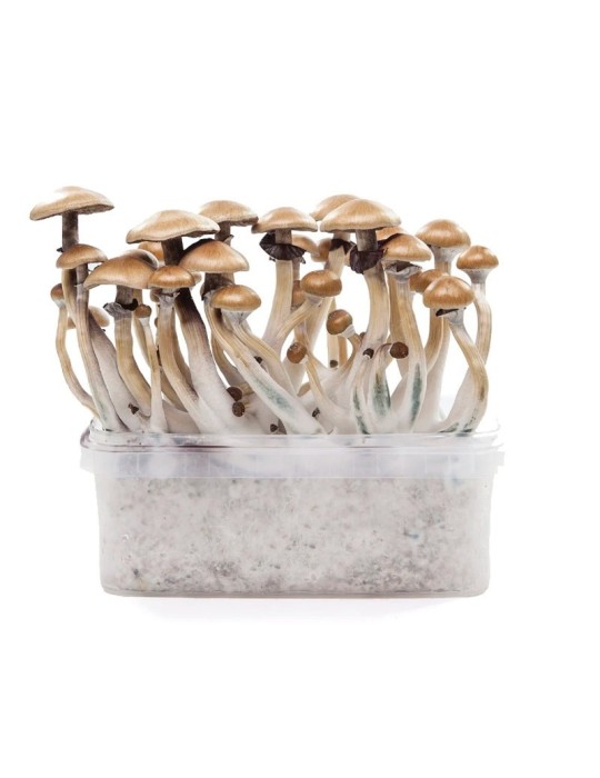 Kit de culture psilocybe Golden Teacher 1200ml -...