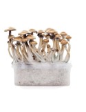 Kit Coltivazione Funghi Psilocybe Golden Teacher 1200ml