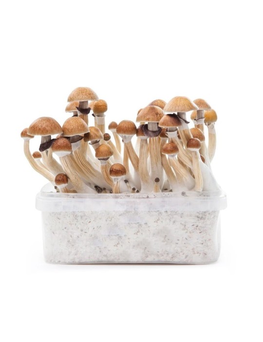 Kit Cultivo Psilocybe McKennai 1200ml Potente