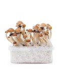 Kit Coltivazione Psilocybe McKennai 1200ml - Potenza...