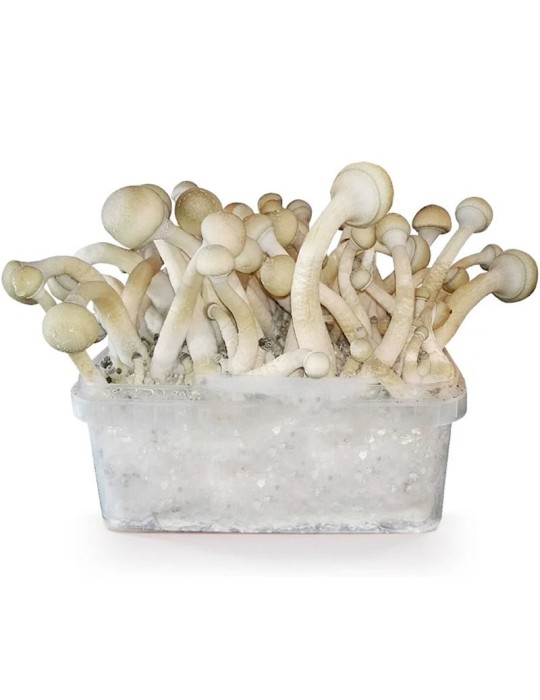 Kit Cultivo Psilocybe Moby Dick 1200ml - Fácil y Potente Kit Cultivo Psilocybe Moby Dick 1200ml - Fácil y Potente