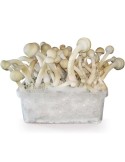 Kit Cultivo Psilocybe Moby Dick 1200ml | Facilidade e...