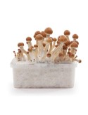 Kit Cultivation Psilocybe Ecuador 1200ml Facile