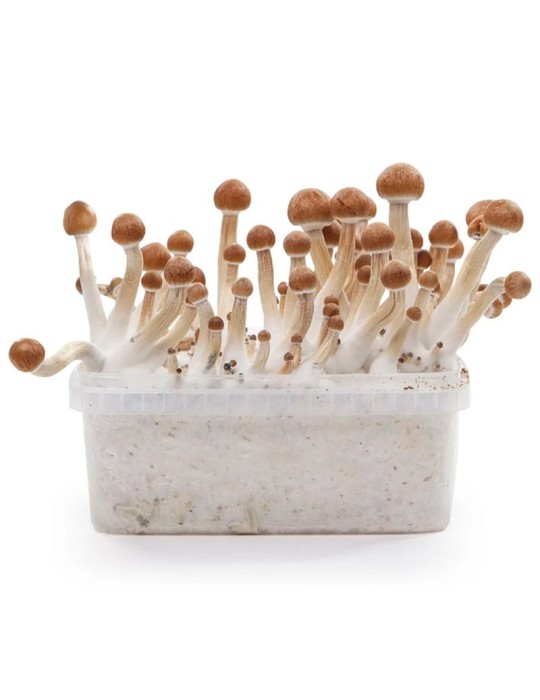 Kit de Cultivo Psilocybe 1200ml - Colheita Rápida e...